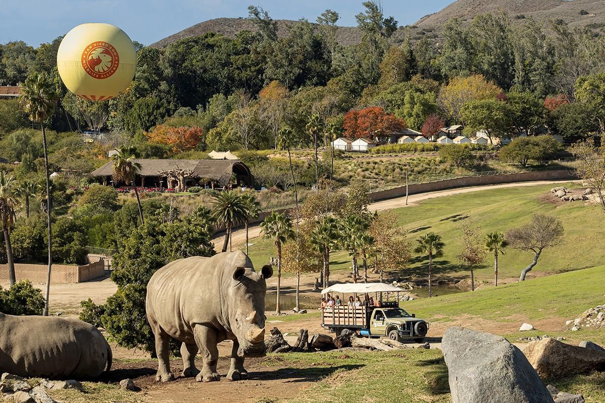 San Diego Safari Or Zoo Ticket 