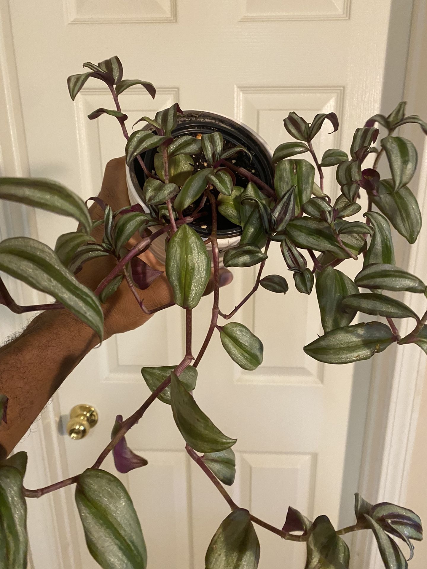 $10 - Tradescantia Zebrina ‘Purple’