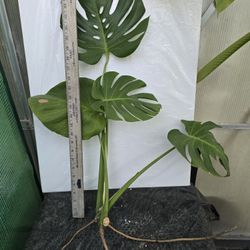 Monstera Deliosa Cutting With Roots 