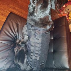 Service Dog Vest 