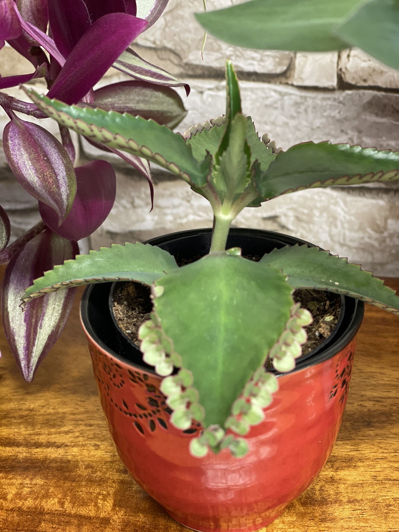 Kalanchoe Mother Of Thousand House Plant In Ceramic Pot 3"H.