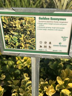 Golden Evonymus Plants