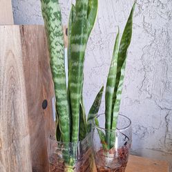 Mother in Law Tongue or Snake Plant 2 container for $2