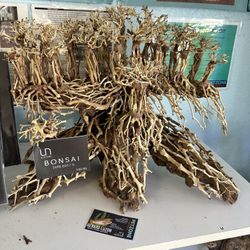 Bonsai Tree for Aquascape - Ready for Epiphytes or Moss Planting - Fish Tank Planted Aquarium Zen Garden Tree