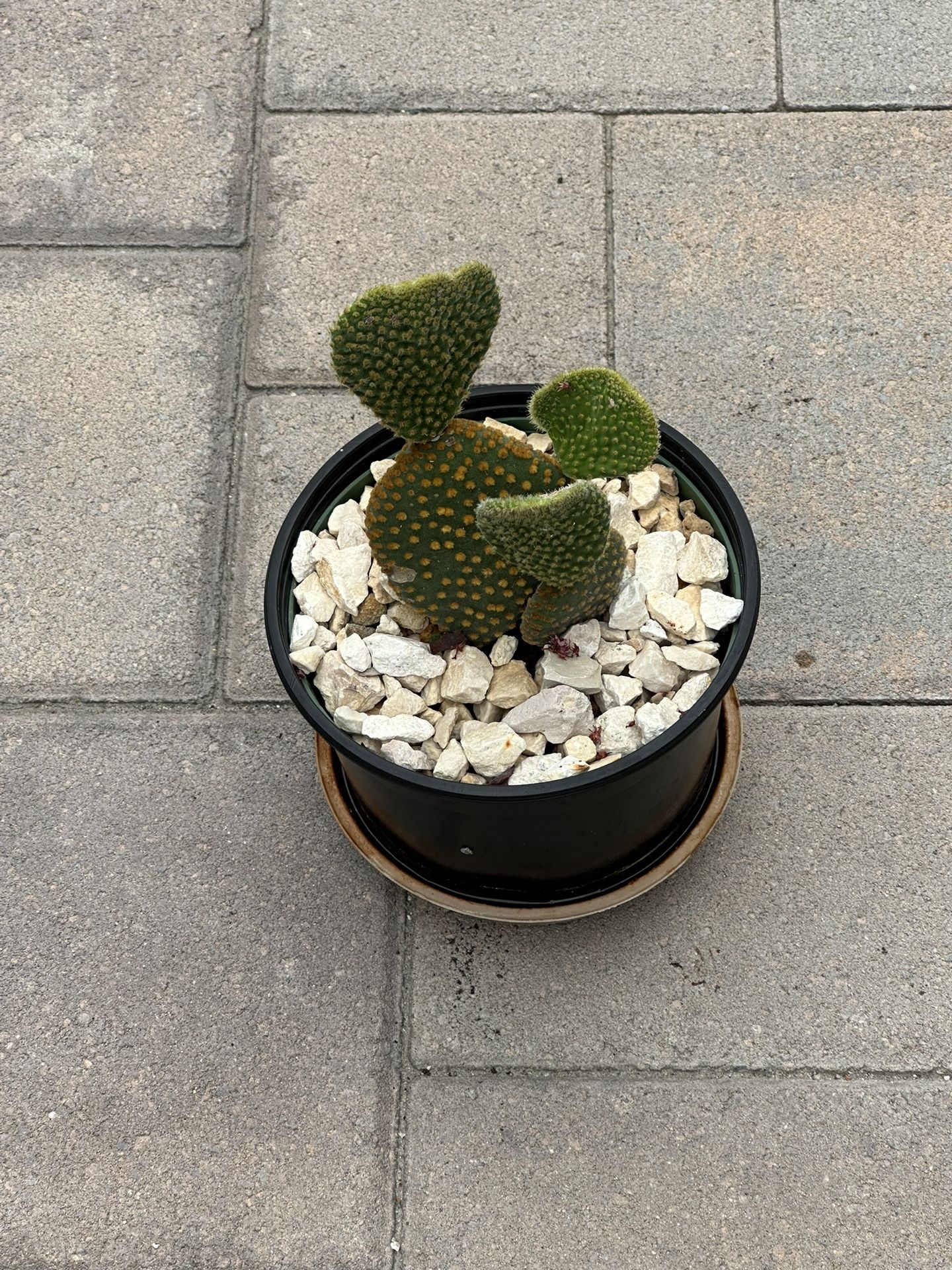 Cactus 🌵