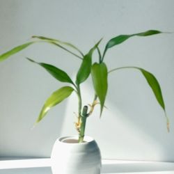 Lucky Bamboo Plant/ Indoor Plant/ House Flower Patio Garden 