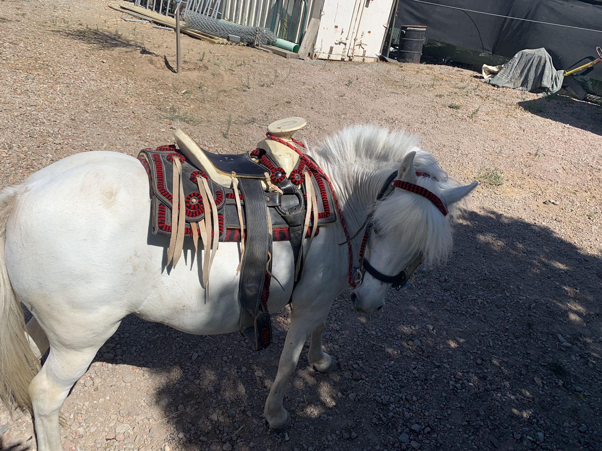 Only Mexican pony saddle