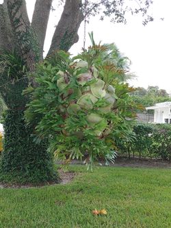 Giant stag horn fern plant 🪴🌱 (location Pam Beach Gardens)