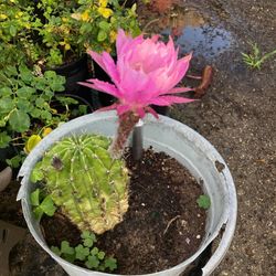 Cactus With Pink Plant