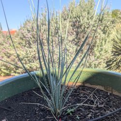 Desert Spoon Plant