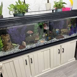 125g Aquarium With Flowerhorns 