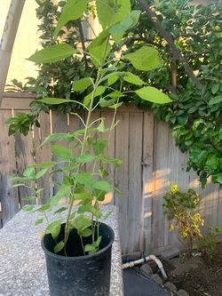 6 Live Plant in Black Nursery Pot