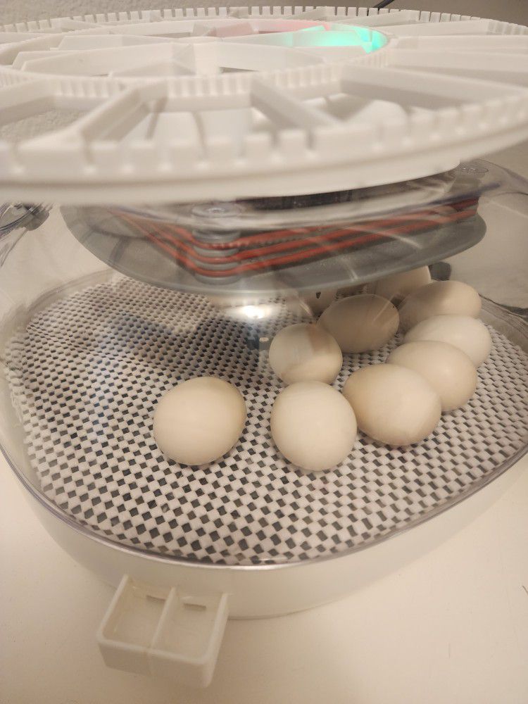 Incubating Silkie Eggs
