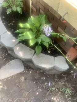 Hosta dark leaves outdoors plants