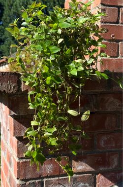 Healthy Indoor Potted Plants