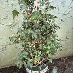 Boston Ivy plant