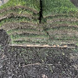 St Augustine Sod