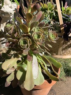 Beautiful Succulent
