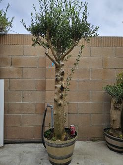 Old European Olive Bonsai Tree 