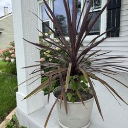 Plants / Palms / Palm Tree