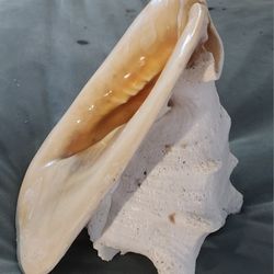 Ex LG Conch Seashell