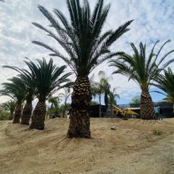 🌳palm Trimming🌳