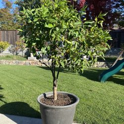 Nagami Kumquat Tree 