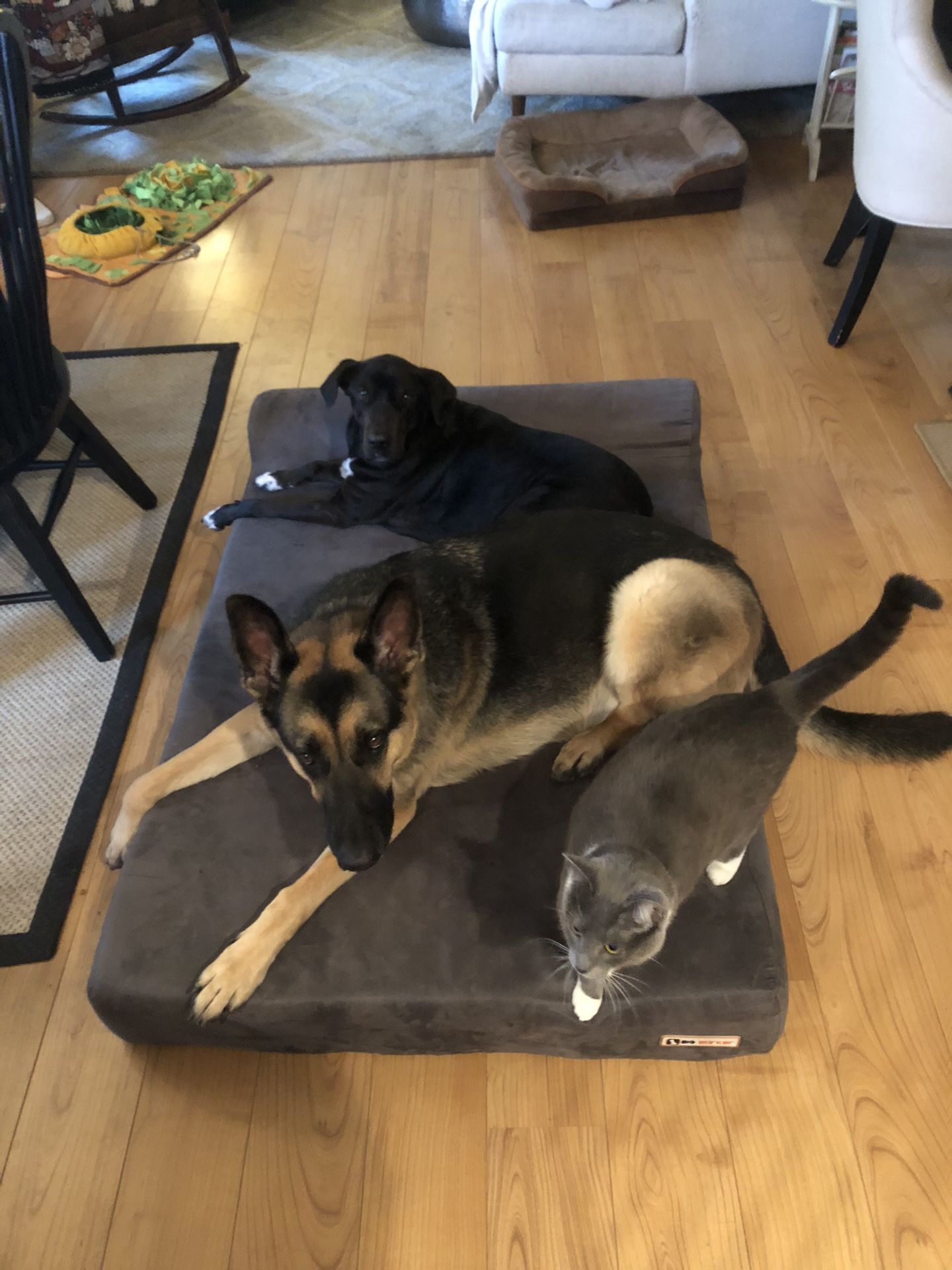 Big Barker 7” Orthopedic Foam Dog Bed