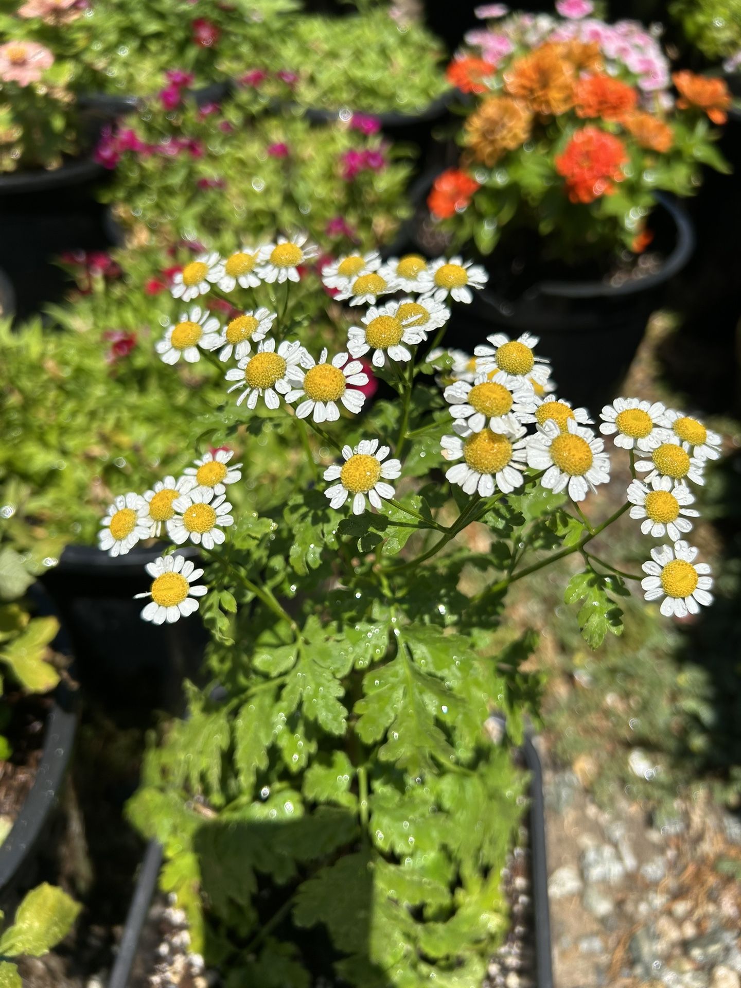 Artemisia Flower Plant