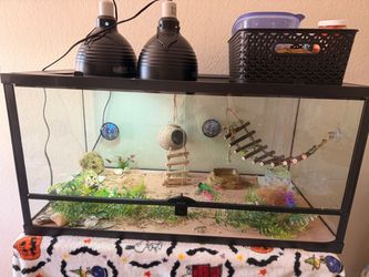 Leopard Gecko 40g complete habitat