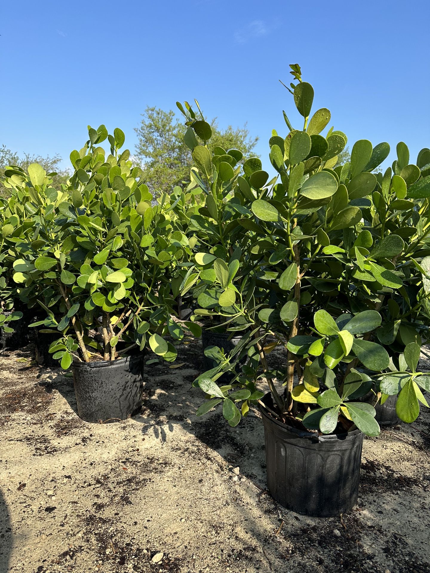 Clusias (Privacy Hedges) 7 Gal