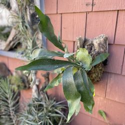 The Cutest  Little Staghorn Fern