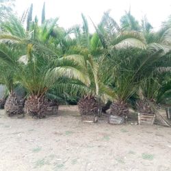 Palm Trees