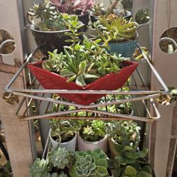 Soccullants  Plants Large Variety 