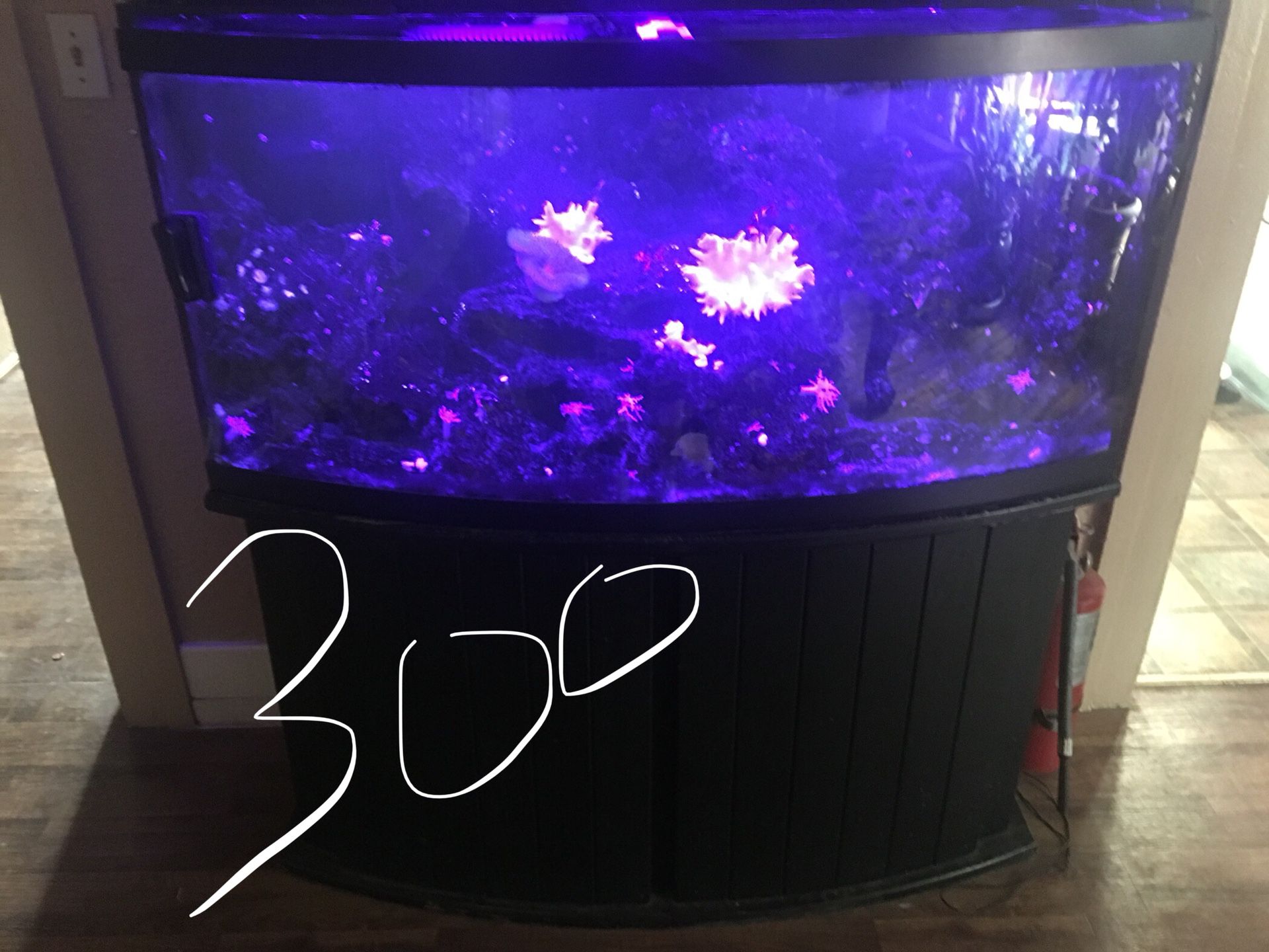 72 bow front tank saltwater tank