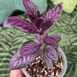 Purple Shield Tropical Plant 4 Inch Pot