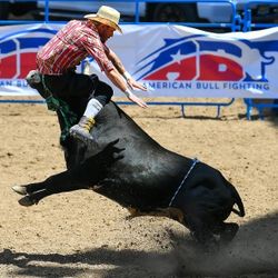 Greeley Stampede American Bull Fighting 