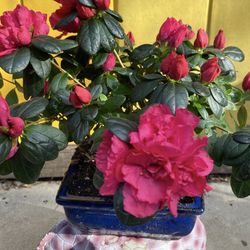 Bonsai, Red Color Flower Azalea 2 Planted In One Pot $40 Each