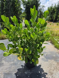 Huge clusias about 4 feet tall instant privacy hedge for fence  sizes available