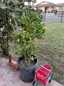 Árbol de limón amarillo