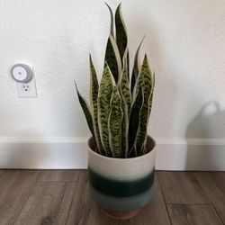 Fake Snake Plant w/ the Pot