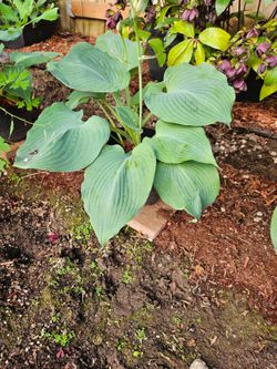 Blue hostas