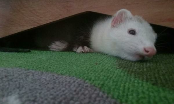 2 female ferrets for sale with cage $100