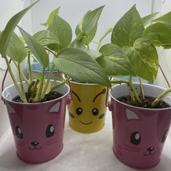 HOUSE PLANTS (last pic not for sale )