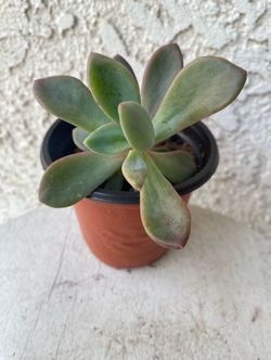 4 Inch Pot Succulent Plant - Graptopetalum Superbum Rosa - Pink Superbum - Rooted & Established Plant - Drought Resistant 🪴