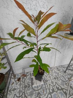 Japanese Blueberry Tree