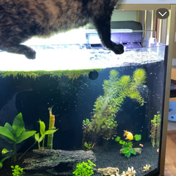 36 gallon fish tank and accessories