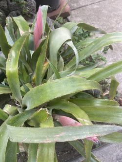 Beautiful plants
