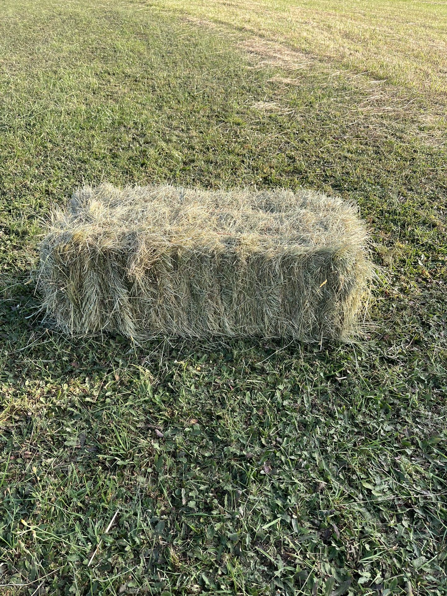 Fresh Cut Grass Hay
