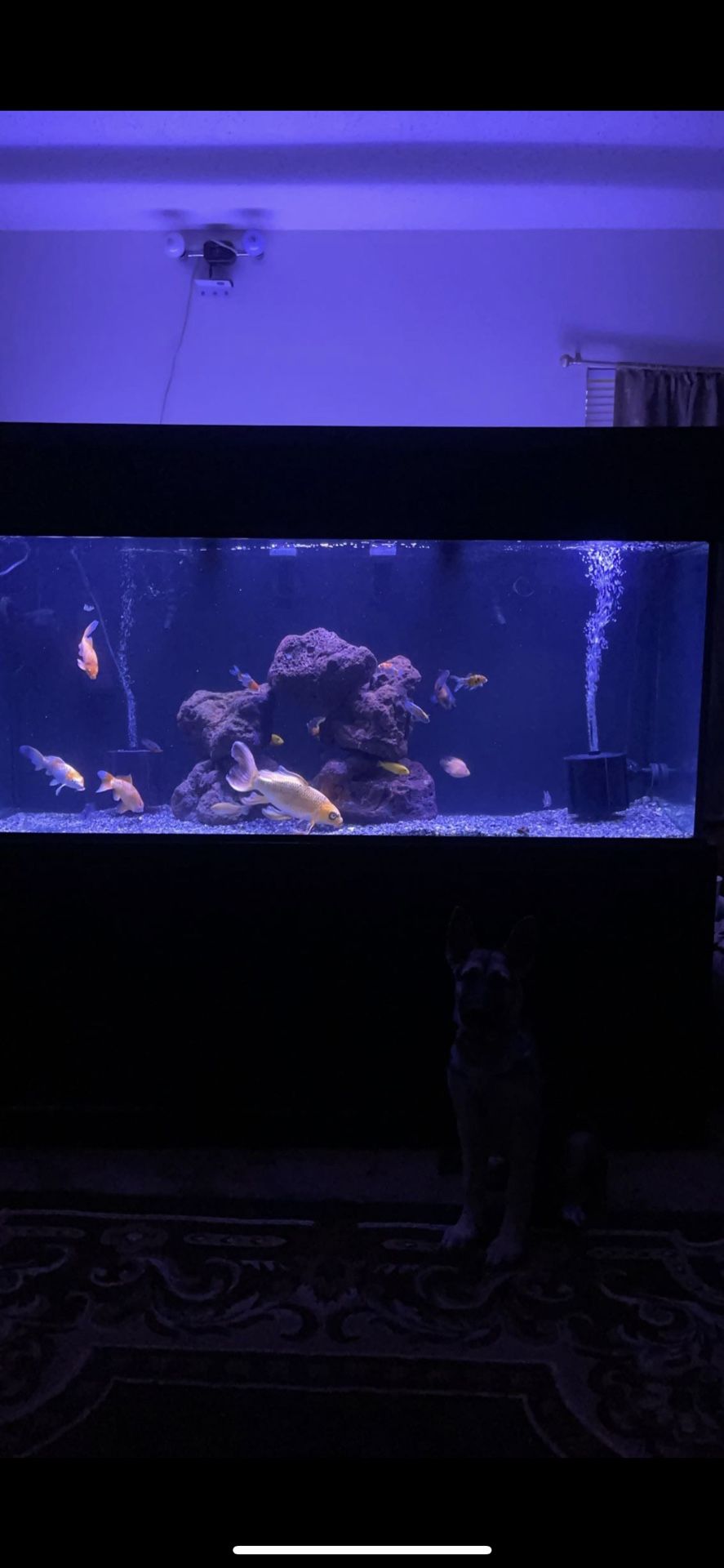 400gl Fish Tank With Stand